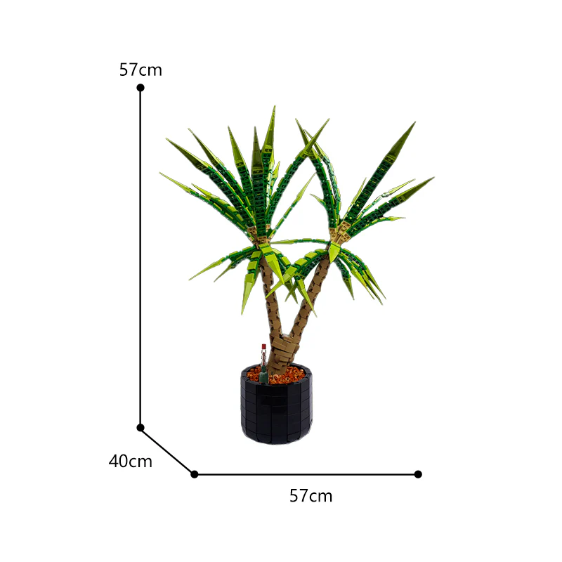 MOC 118715 Dracaena Marginata (Dragon Tree) - YWOBB