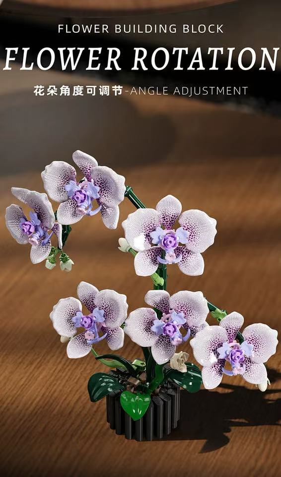 MJ 13115 Phalaenopsis - YWOBB