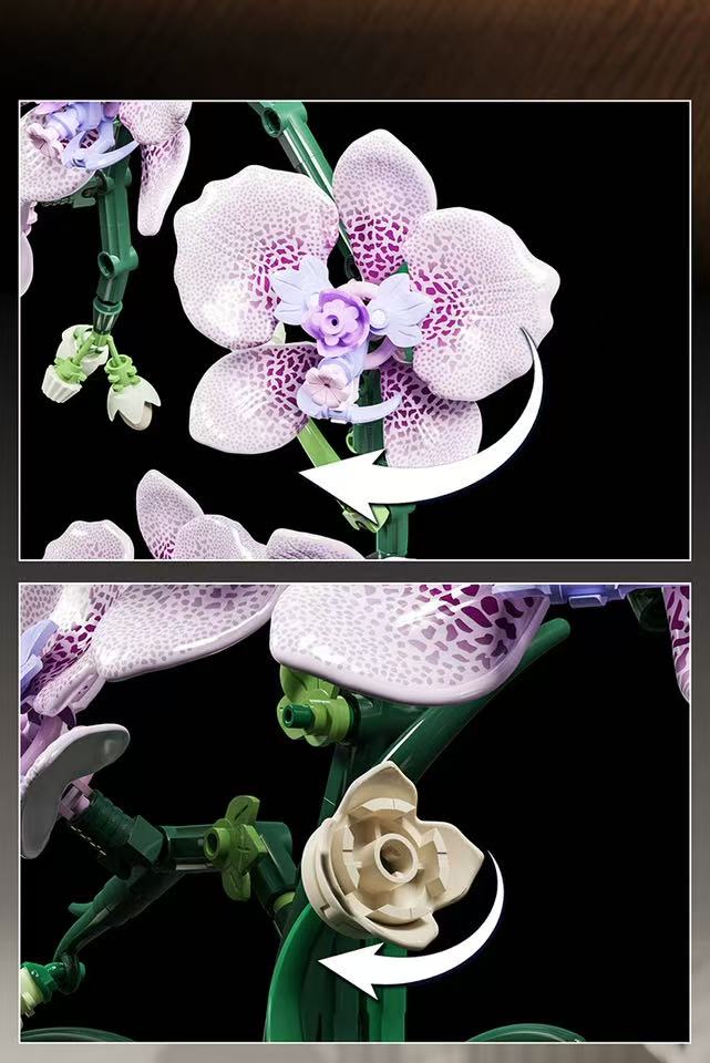 MJ 13115 Phalaenopsis - YWOBB